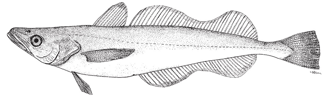 Merluccius australis.jpg